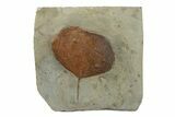 Fossil Leaf (Zizyphoides) - Montana #270218-1